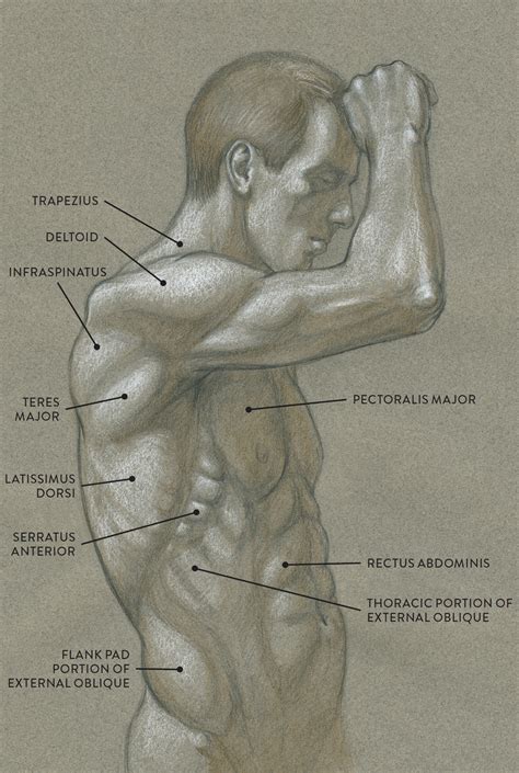 How to draw in the unique anime/manga style. Muscles of the Neck and Torso - Classic Human Anatomy in ...