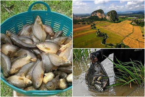 Salah satu jenisnya yakni ikan kakap putih. Bulan Oktober, Perlis Meriah Dengan Musim Pancing Ikan Puyu Di Sawah Bendang. Syiok! - LIBUR