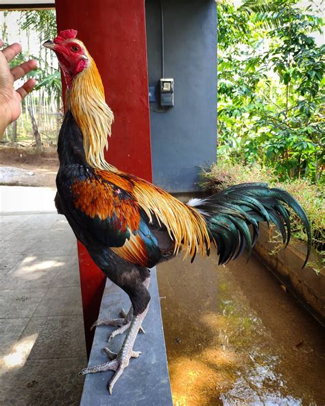 Sabung ayam birma bk(klawu) vs birma vietnam (blorok). Pukul Maksimal dan Tepat, Inilah 6 Cara Merawat Dan ...