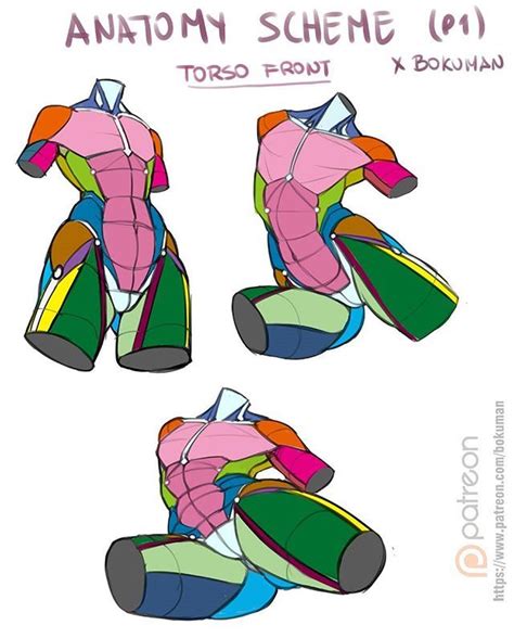 See more ideas about anatomy reference, anatomy, anatomy for artists. small reference about anatomy scheme on torso. :D Support ...