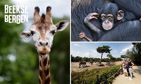 Voor alle updates over beekse bergen, volg @beekse_bergen!. Kaartje Safaripark Beekse Bergen voor €11,50