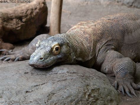 Komodo dragons do not have bacteria ridden saliva as was previously thought their mouths are of average cleanliness for a lizard. monitor lizard komodo dragon P9118971r3 | Flickr - Photo ...