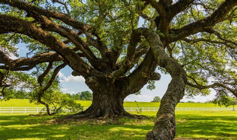 Check spelling or type a new query. St. Joseph Plantation - Louisiana's River Parishes