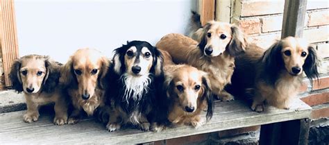 *the early photos of rhiannon came from emerald coast doxies, and the photos of skye are from dreamheart dachshunds, both located in florida. 55+ English Cream Dachshund For Sale Florida - l2sanpiero