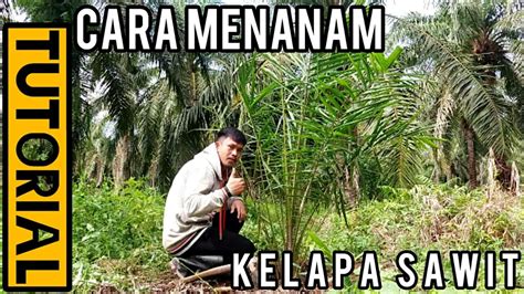 Kelapa sawit terdiri daripada dua spesies arecaceae atau famili palma yang digunakan untuk pertanian komersil dalam pengeluaran minyak kelapa sawit. TUTORIAL CARA MENANAM KELAPA SAWIT - YouTube