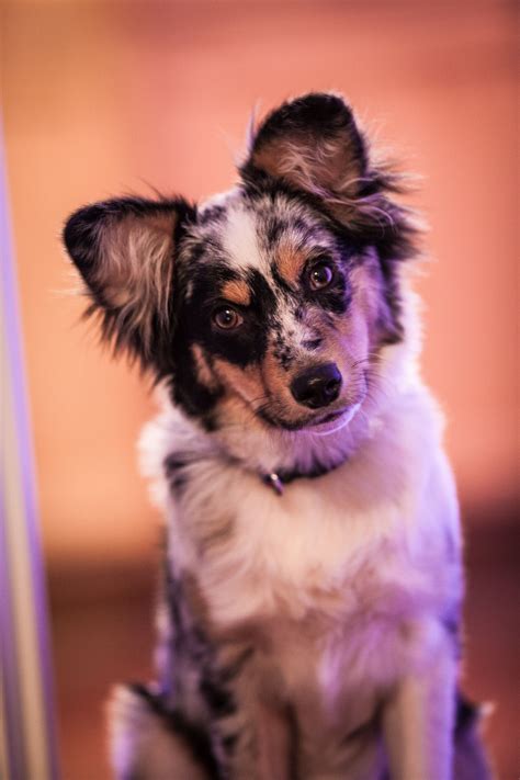 Mini aussie/ border collie mix laurikral10. Zoey, my mini aussie | Australian shepherd dogs ...