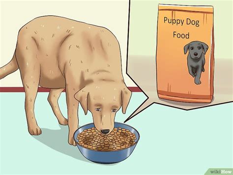 Kids need to eat regularly because their stomachs are small and they need a lot of nutrition. How to Wean Puppies: 10 Steps (with Pictures) | Weaning ...