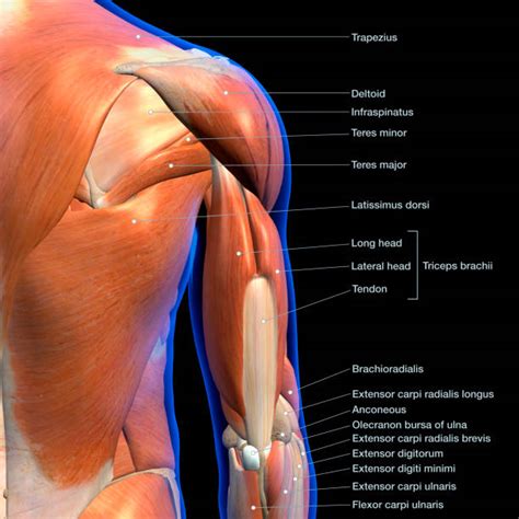 They are divided into three groups, as shown below. Best Muscle Anatomy With Labels Stock Photos, Pictures & Royalty-Free Images - iStock