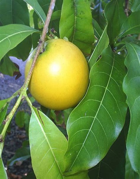 The taste of fruit resembles one of chrysophyllum cainito. Tropical Taste of Hawaii: The Amazing Abiu | Dengarden