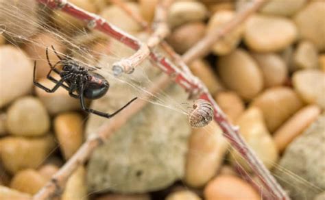 The original treatment report showed the entire perimeter of the home as treated however within weeks of moving. Black Widow Spider Basics - Budget Brothers Termite