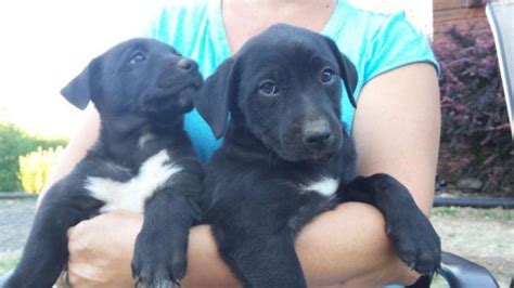 All our dogs are part of our family and all our pups are home raised in our home. Adorable Black Lab Mix Puppies for Sale in Woodland ...