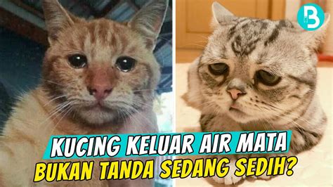 We did not find results for: Kucing Menangis Bukan Pertanda Dia Sedang Sedih | # ...