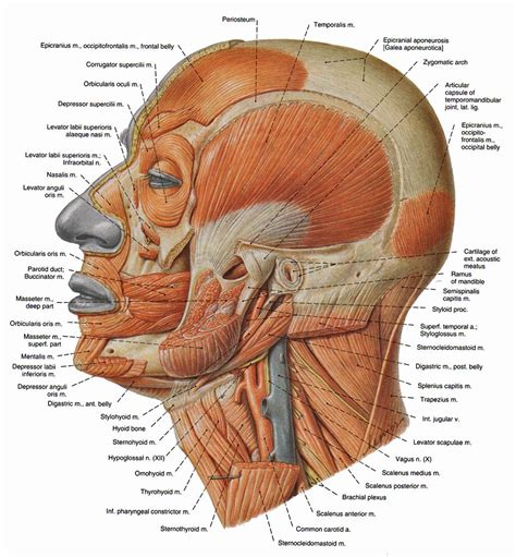 At birth a newborn baby has over 300 bones in its body. Muscles_tete3_full_en.jpg (1032×1114) | Anatomy Reference | Pinterest | Head muscles, Human head ...