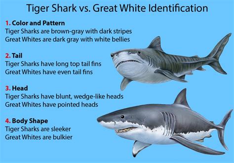 Download 1,865 shark teeth free vectors. Tiger Shark vs. Great White Shark