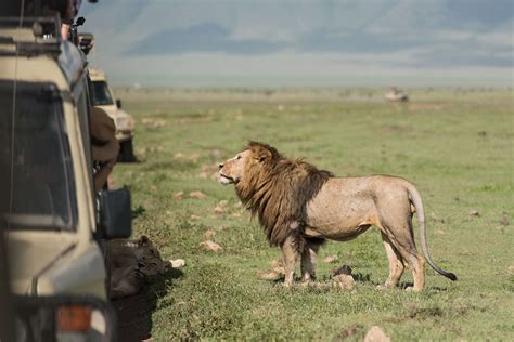 Lion safari at Nahargarh Bio Park starts today | Times of India Travel