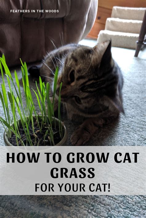 To save your plants from being eaten you can always grow a personal pot of grass for your cat. Growing Cat Grass - Feathers in the woods