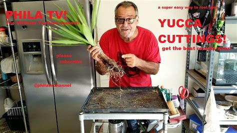 This is an update of my yucca cuttings! YUCCA CUTTINGS, PROPAGATING AND ROOTING WITH GREAT SUCCESS ...