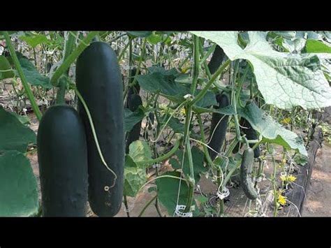 Maybe you would like to learn more about one of these? CUCUMBER DROP / LOWER AND LEAN FOR GREAT PRODUCTION ...