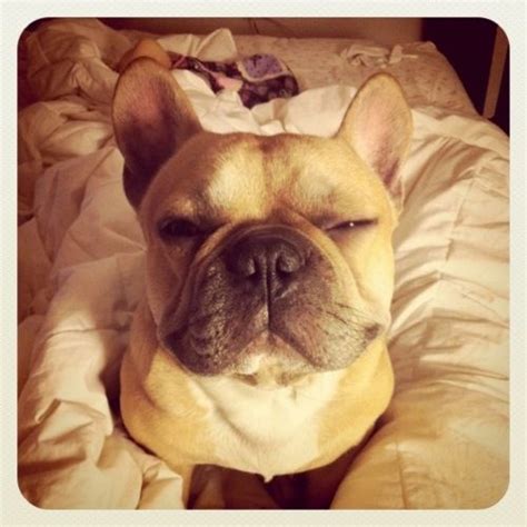 Read each bio very carefully, as not every rescue frenchie is suited to every home. #frenchbulldog via daily frenchie | Frenchie bulldog ...