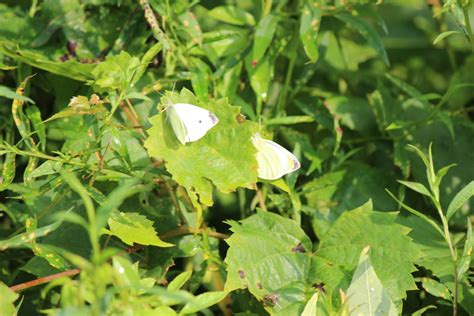 Suncatcher butterfly pendant pendulum hanging prisms window decoration. Two White Cabbage Butterflies Hanging Around - Natural ...