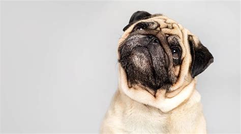 Plus, even a classic name is awesome when it has a cultural connection. 213 of The Best Pug Names That Start With J You Will Love