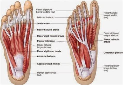 Proach is based partly on surgeon preference and. Developing Strength & Stability in the Foot, Ankle, and ...