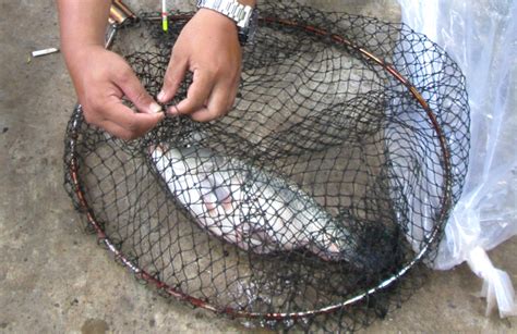 Meracik umpan ikan yang tinggal di alam liar justru jauh lebih simpel dibanding dengan kolam buatan. Umpan Air Tawar : Umpan Lomba Harian Mas, Bahannya Mudah ...