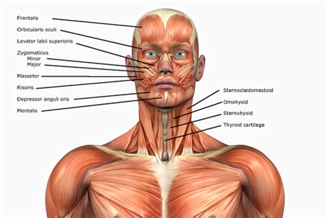 Major muscles of the body, with their common names and scientific (latin) names your job is to diagram and label the. Muscle Names / Interesting facts about voluntary muscles ...