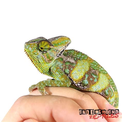 We have a chameleon safe plant list. 9 to 11 Inch Veiled Chameleon in 2020 | Veiled chameleon ...