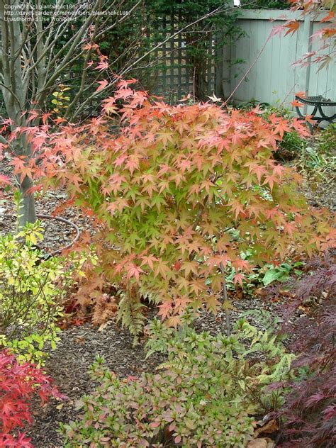 'viridis' japanese maple — 'viridis' features bright green, lacey foliage that forms an elegant dome shape over time. PlantFiles Pictures: Japanese Maple 'Coral Magic' (Acer ...