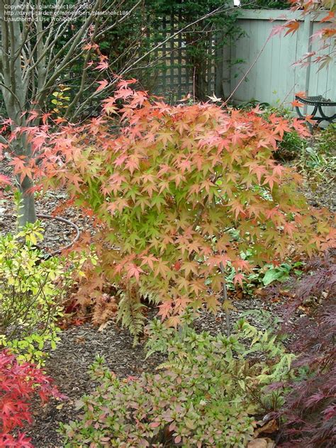 Arching branches reach over the contrasting groundcover and reflect in a nearby pool of water. PlantFiles Pictures: Japanese Maple 'Coral Magic' (Acer ...