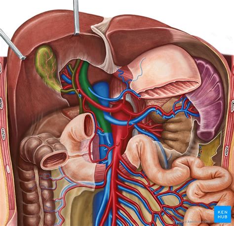 A system of vessels in which blood collected from one capillar… Vena portae hepatis (Pfortader) - Anatomie und Klinik | Kenhub