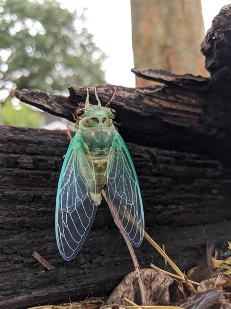 They are in the suborder auchenorrhyncha. Iridescent newly molted Cicada : pics