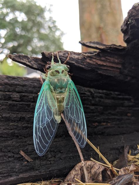 Welcome to the uncovering cicada wiki! Iridescent newly molted Cicada : pics