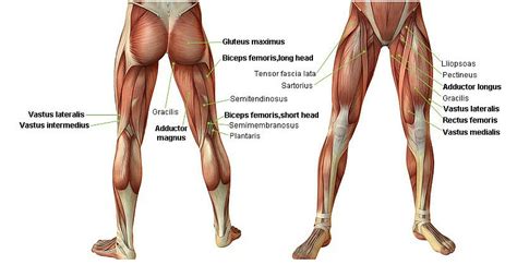 Anatomy of the calf (posterior leg). The best leg exercises include the deadlift and the ...