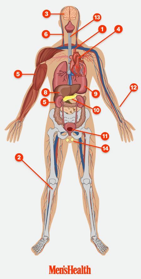 Internal parts of the body. 31 best Your Body, Explained! images on Pinterest | Health ...