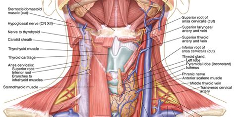 The drawings here present idealized versions of male and female torsos. Neck Diagram (ANATOMICAL)