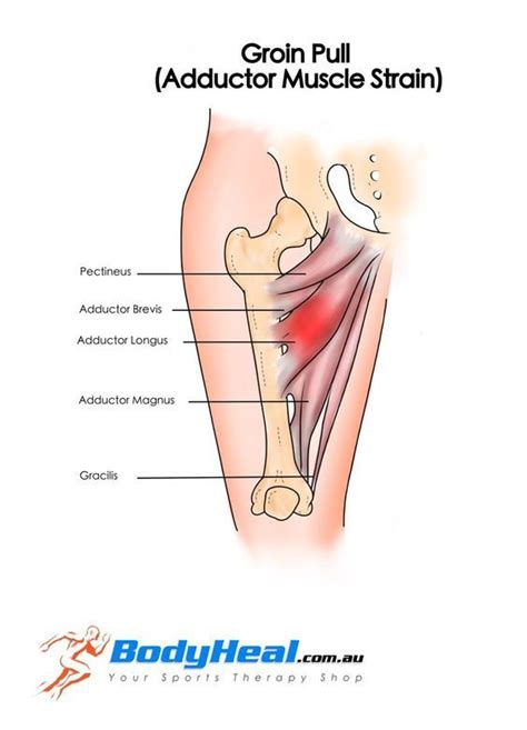 The movement at the joint depends on the anatomy of the joint and its axes of movement. Pin on Human Anatomy Drawing