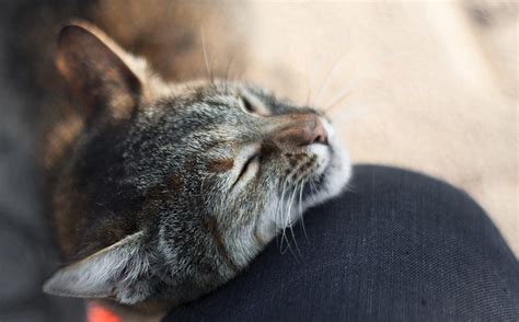 Whether your cat is afraid of you, a human visitor in your home or another pet, petmd advises giving your cat space. Why Does My Cat Rub Up Against Me?