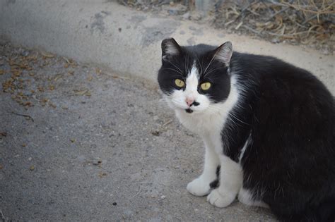 Managing feral and stray cats. Community Cats: How El Pasoans are using TNR to live ...