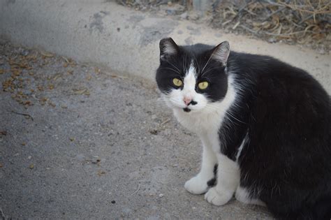 What does tnr stand for? Community Cats: How El Pasoans are using TNR to live ...