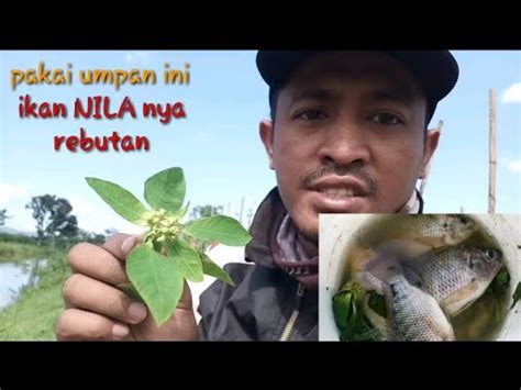 Sembung yg katanya baik bagi kesehatan dan juga bisa untuk melawan kanker. mancing ikan nila liar pakai umpan daun paitan # ...