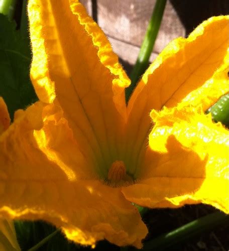 If there are not enough insects like bees around you would need to use a tiny paint brush to collect yellow powdery pollen from the middle of the male flower and coat it all over the orange stigma in the middle. Male Pumpkin Flower | Get Seedy!