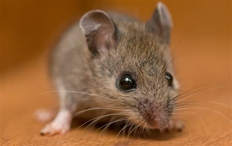 Each orkin employee is trained to handle a number of different pests commonly that find their way into crawl space and crevices of your home on a regular basis including some of the following Rodent Control | Complete Pest Management In San Jose, CA