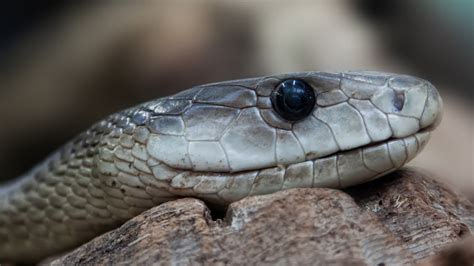 Demikian, 10 jenis ular tidak berbisa di dunia. 10 Jenis Ular Berbisa Paling Mematikan di Dunia