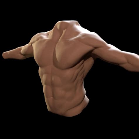 Just don't draw over the torso or you will obscure your model. Torso Model Anatomy Labeled - MUSCULAR SYSTEM ANATOMY:Back region torso muscles model ... / Our ...