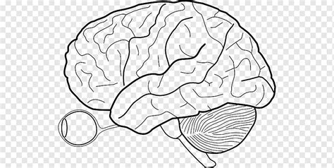 The central nervous system (cns) is the part of the nervous system consisting primarily of the brain and spinal cord. Nervous System Diagram Unlabeled : Anatomy Of The Nervous ...