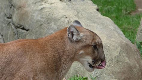 Didn't know what type of cat it was until i saw a cougar on animal planet. Cougars, Western NC Nature Center - YouTube