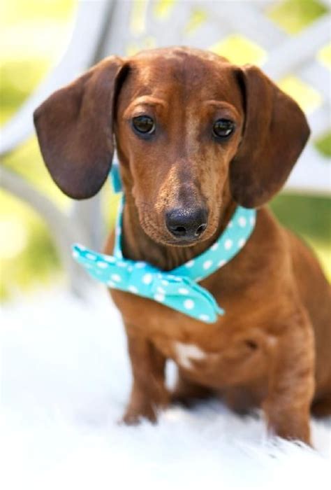 Interested in finding out more about the dachshund? Dachshund dog for Adoption in San Antonio, TX. ADN-408028 on PuppyFinder.com Gender: Male. Age ...