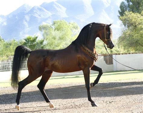 The horse bred by illusion arabians have won many regional, scottsdale. Aria Impresario :: The Arabian Breeders World Cup ...